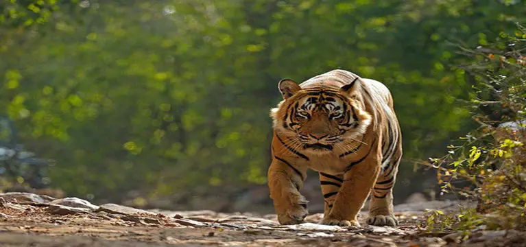 Viaggia in India - tour su misura naturale riserva di tigri